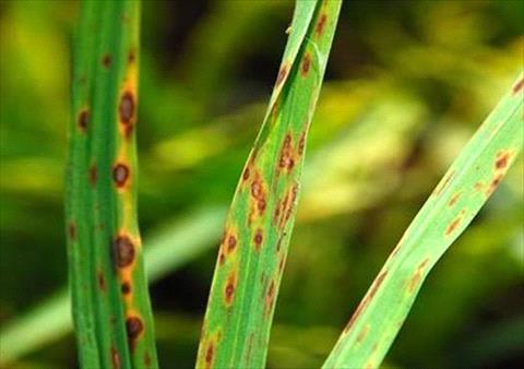 Gray Leaf Spot