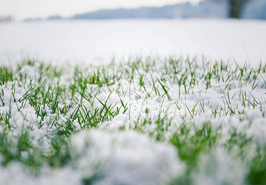 dormant lawn in Denver
