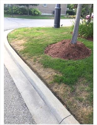 Summer patch disease on lawn